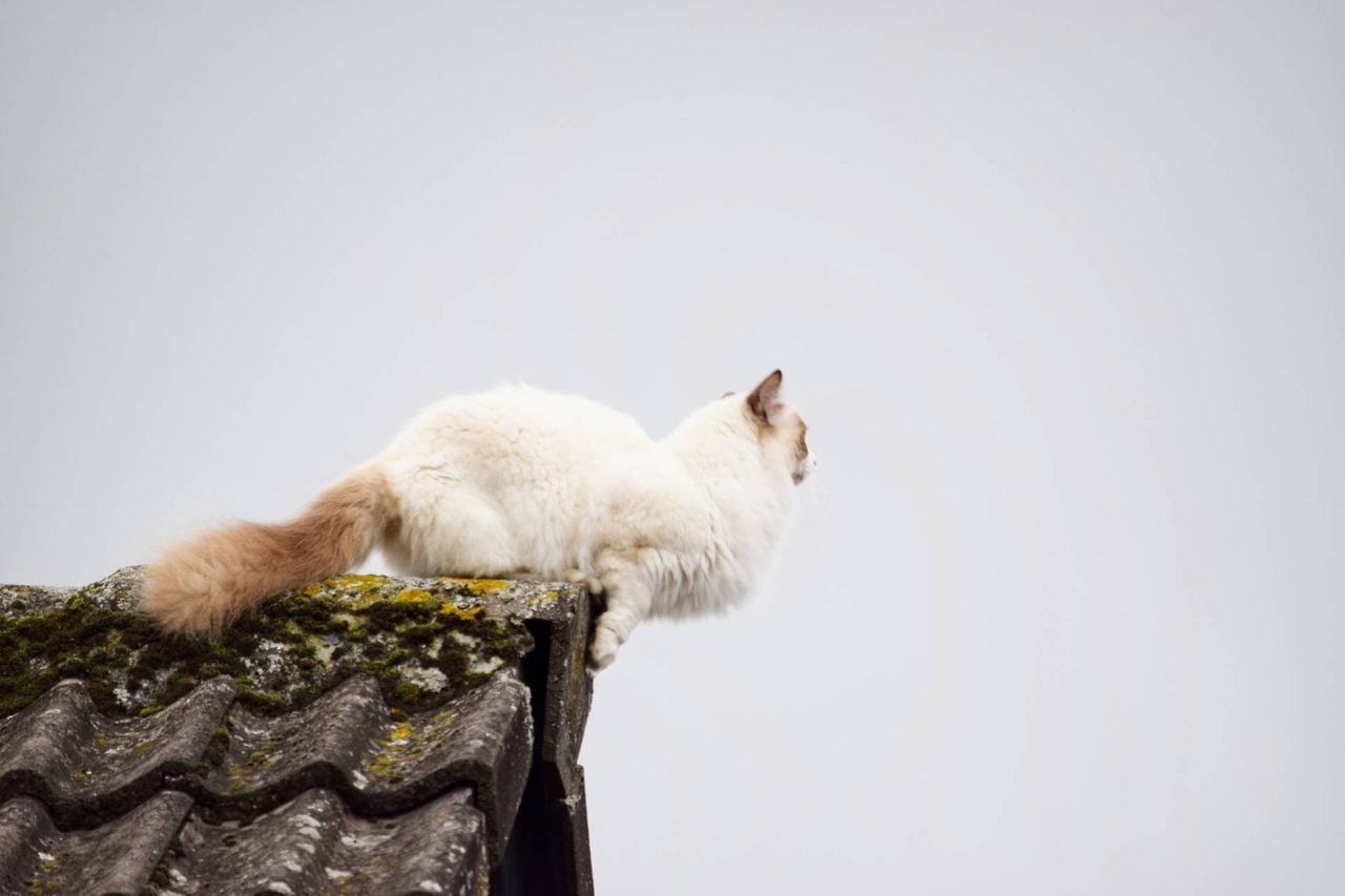 Kat op het dak in Goirle (foto: Toby de Kort/Persbureau Heitink).