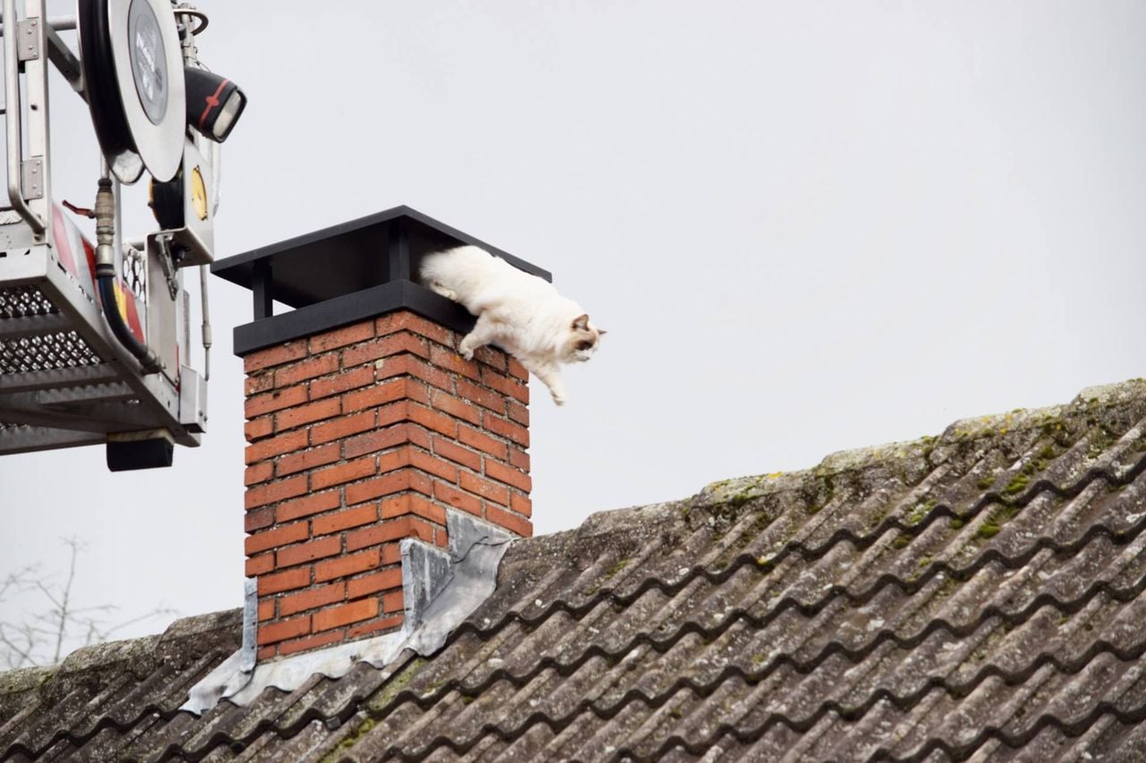 De kat liet zich niet vangen (foto: Toby de Kort/Persbureau Heitink).