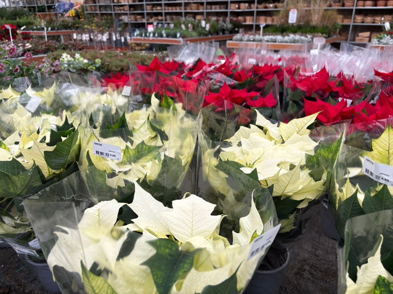 De kerstroos met op de achtergrond de kerstster