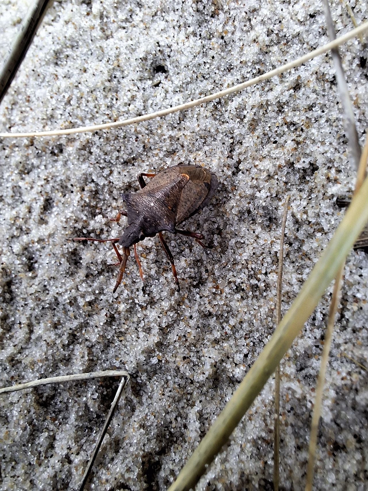 Een tweetandschildwants (foto: Yvonne Rommelaars).