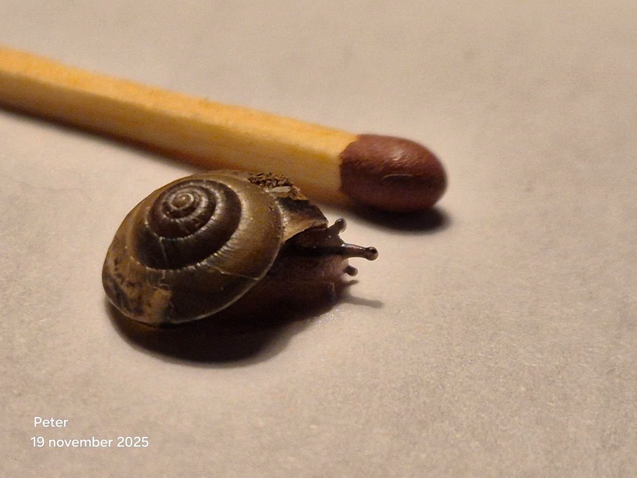 Een bosloofslak (foto: Peter Timmerman).