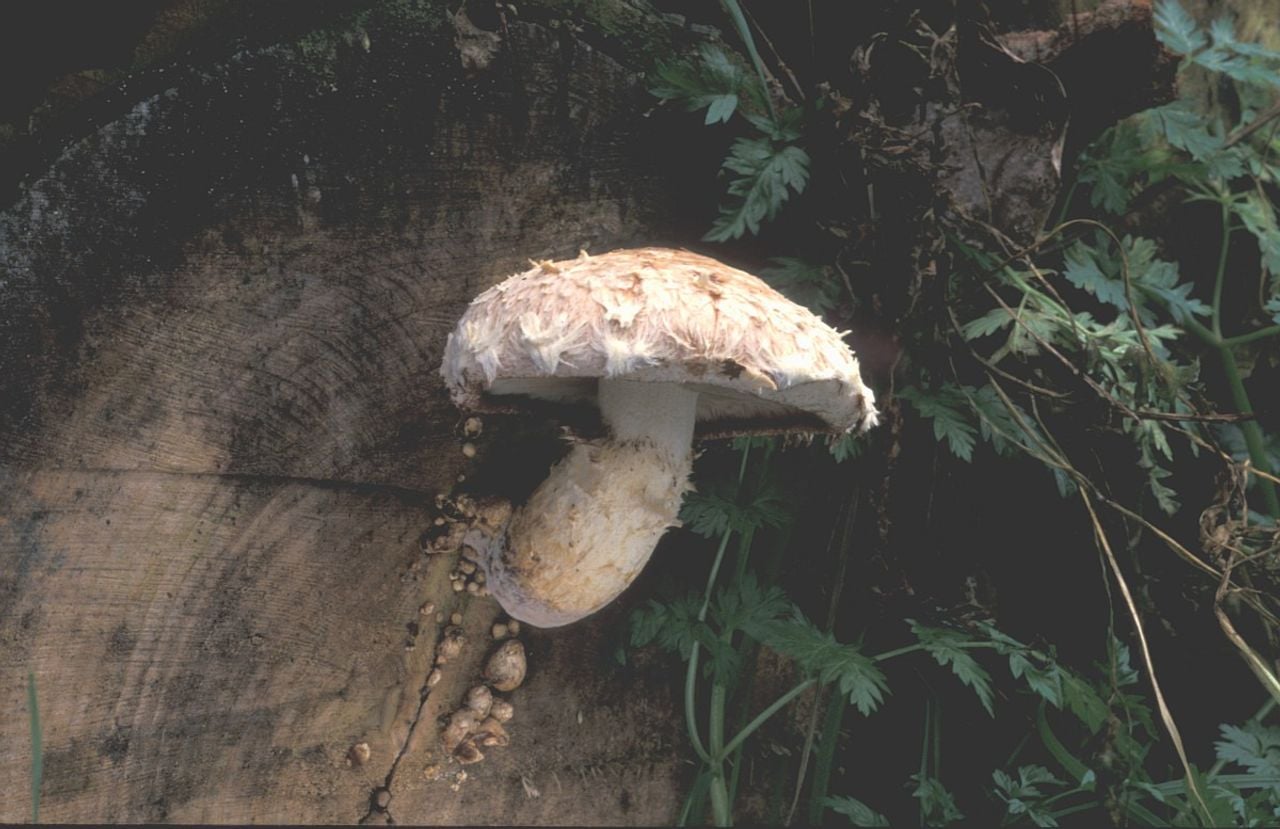 Een wollige bundelzwam (foto: Saxifraga/Jan van der Straten).