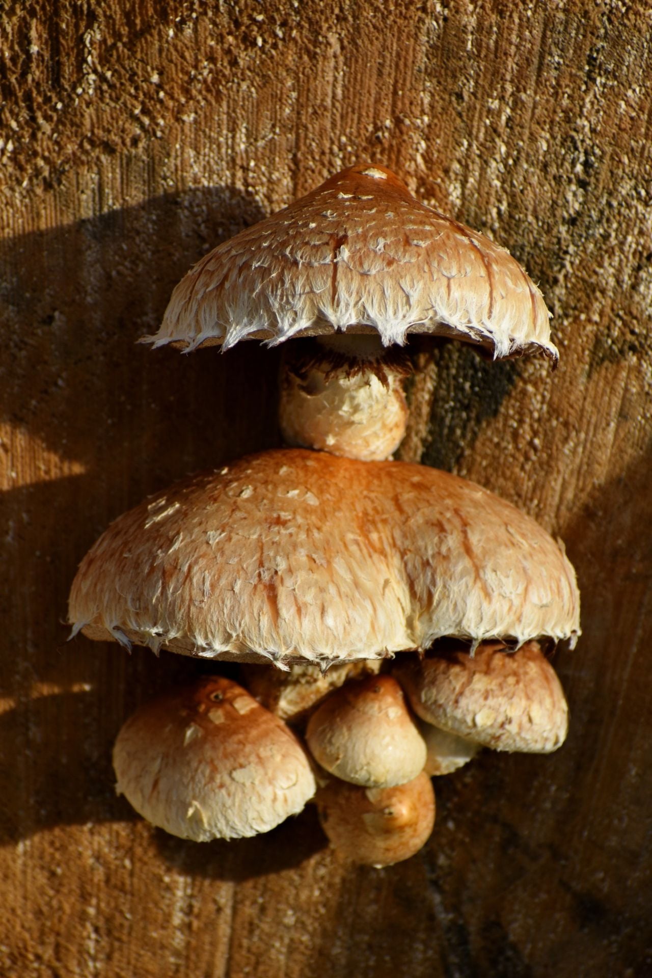 Hoeden van de wollige bundelzwam (foto: Nel Jansen).