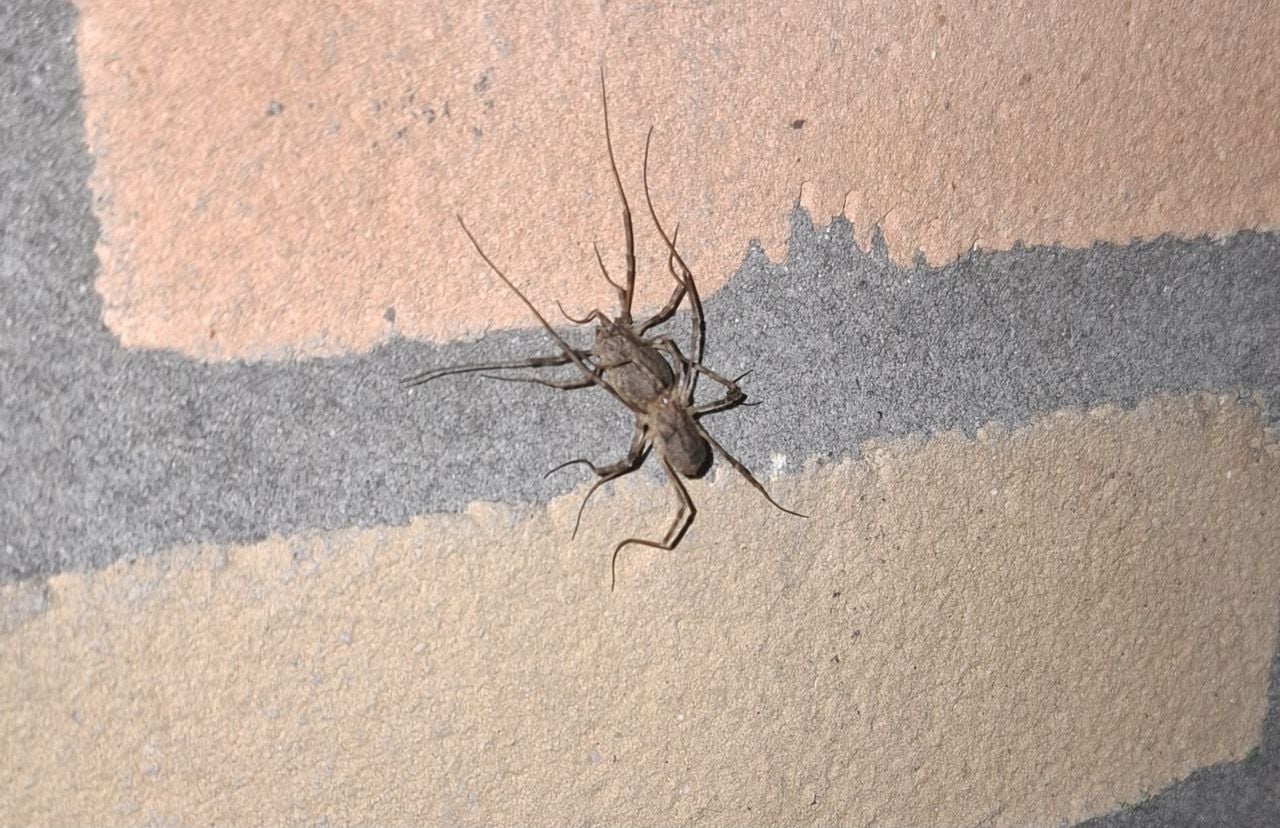 Een reuzenhooiwagen (foto: Sander Keuzenkamp).