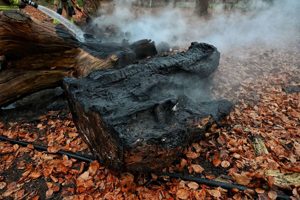 De boomstammen zijn mogelijk aangestoken (Foto: Toby de Kort / Persbureau Heitink)