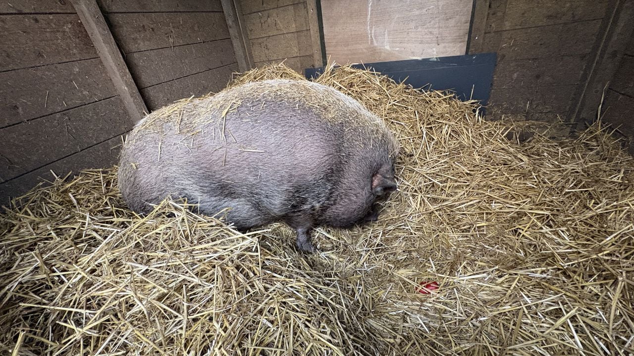 Varken Pumba in haar huisje in de wei bij Dominique (foto: Wilco Zonneveld).