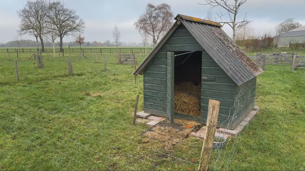 In dit huisje probeert varken Pumba te herstellen (foto: Wilco Zonneveld).