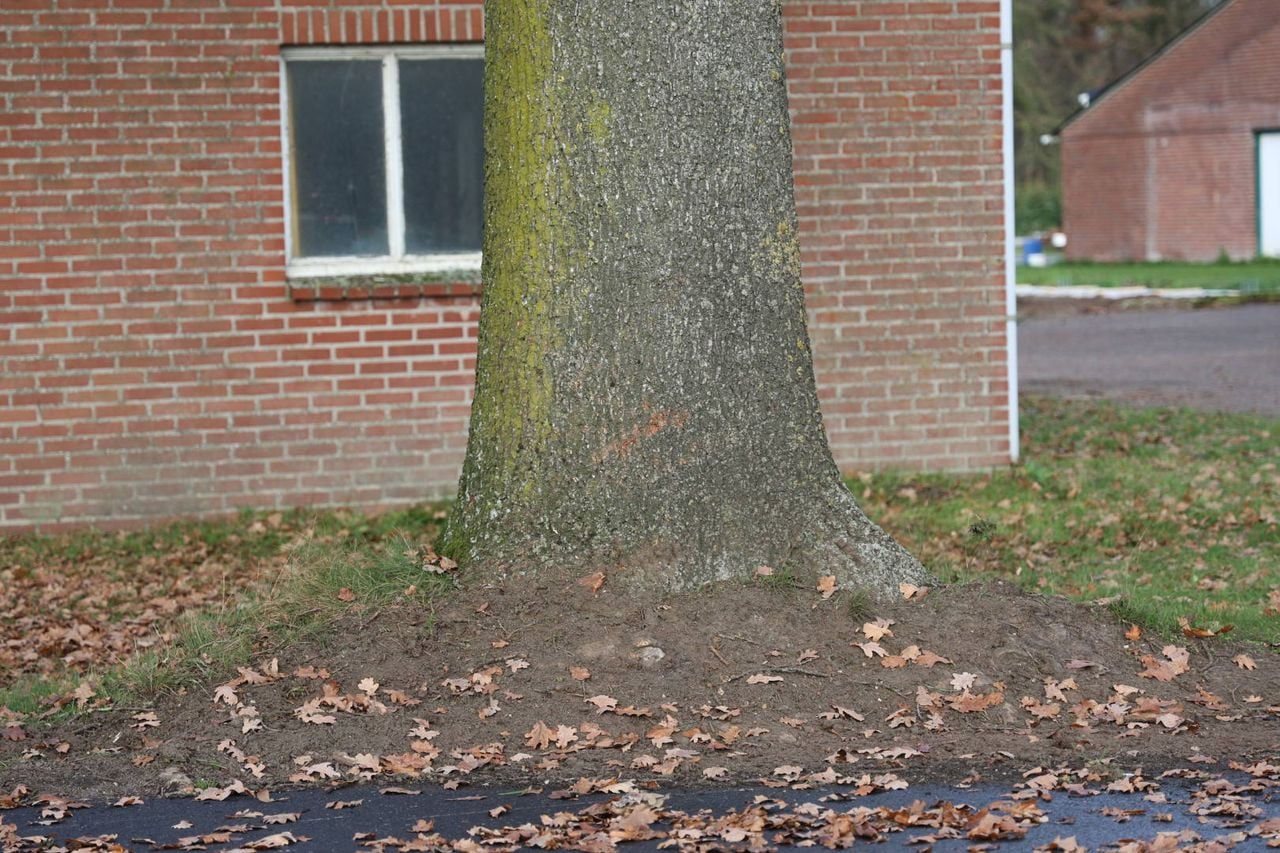 Op een boom langs de Noorstraat in Wanroij is schade te zien (foto: SK-Media/Persbureau Heitink).