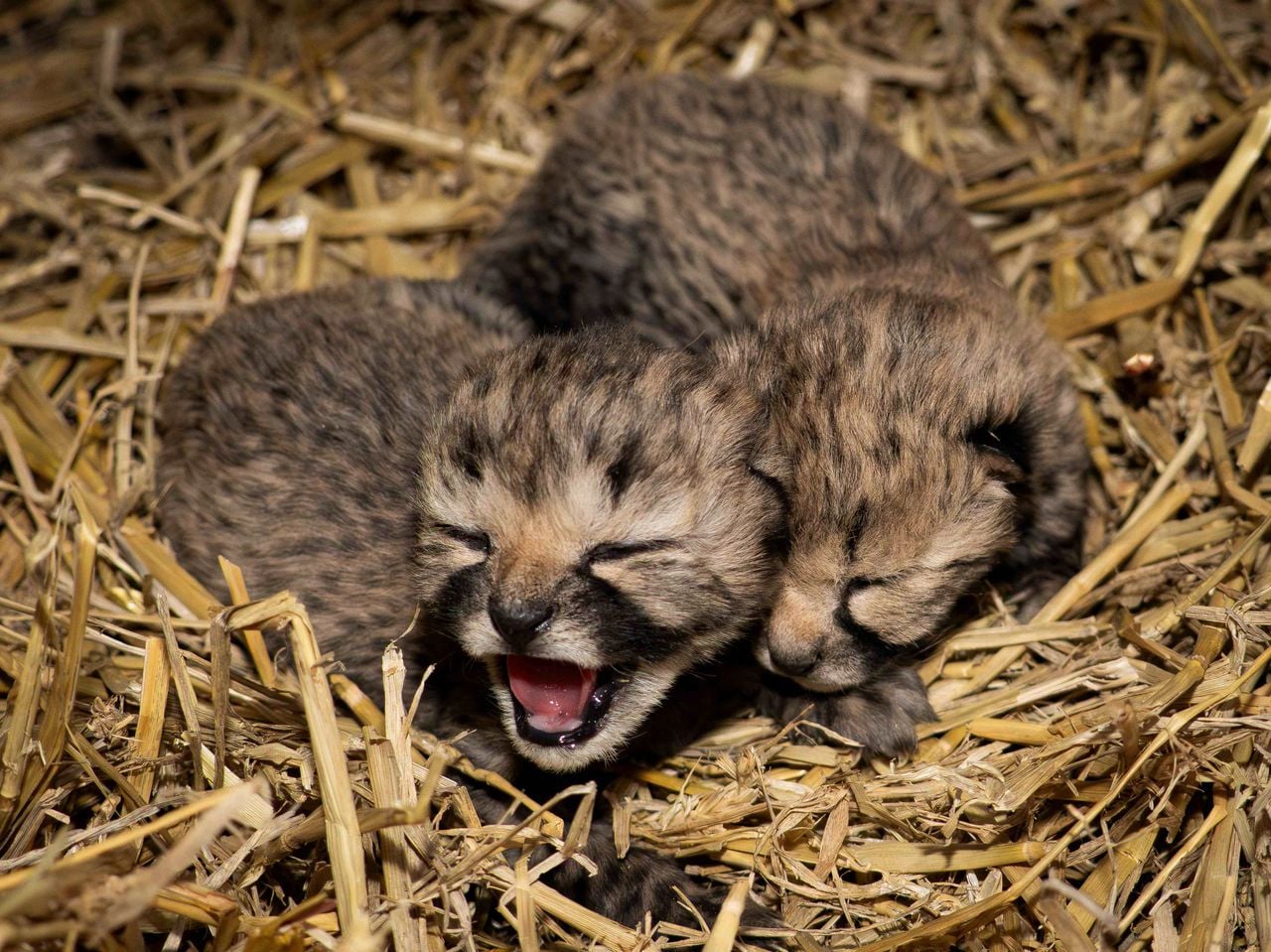 De komende weken verblijven de cheetawelpjes nog achter de schermen (foto: Beekse Bergen).