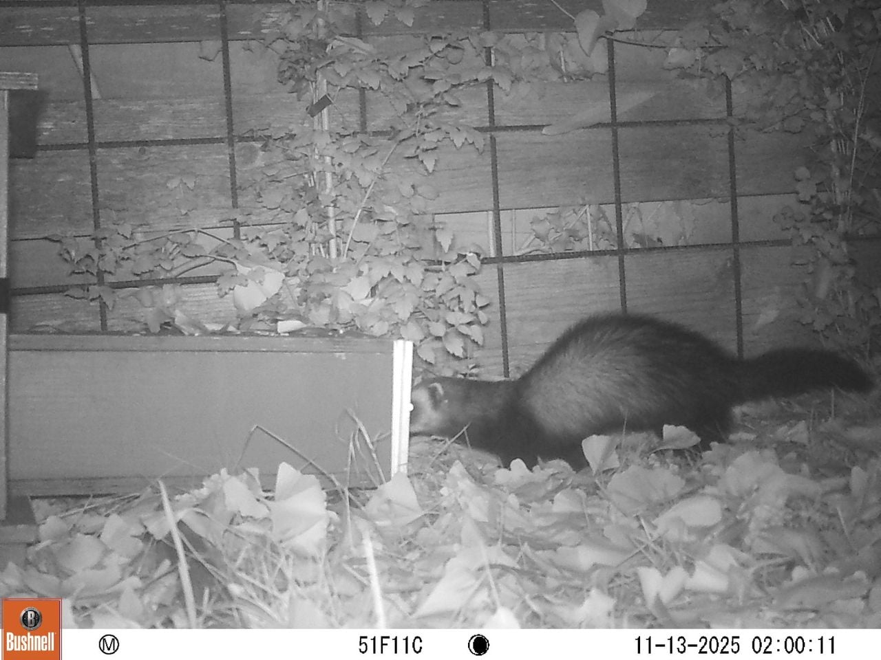 Een bunzing (foto: Netty Rook).