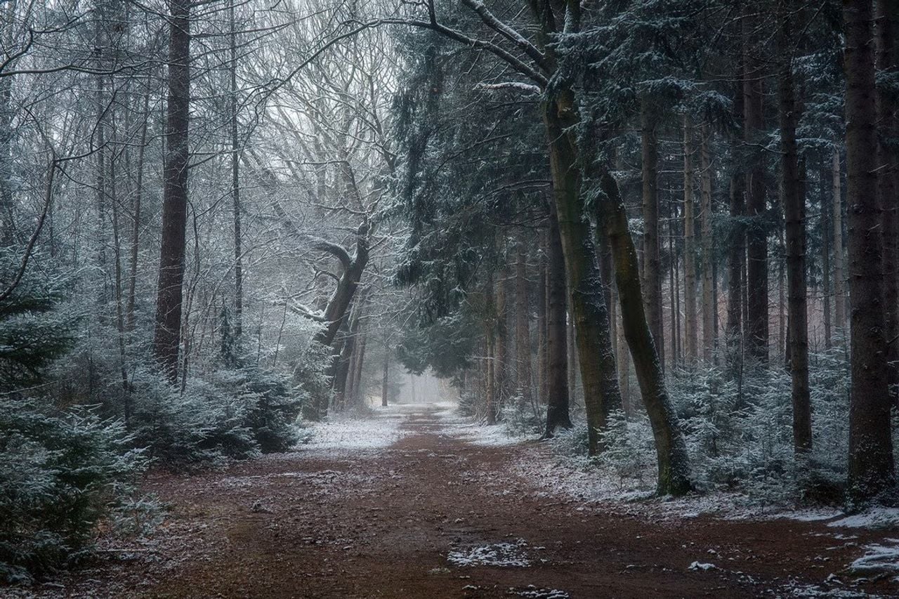 Winter op de Oude Buisse Heide (foto: Natuurmonumenten).