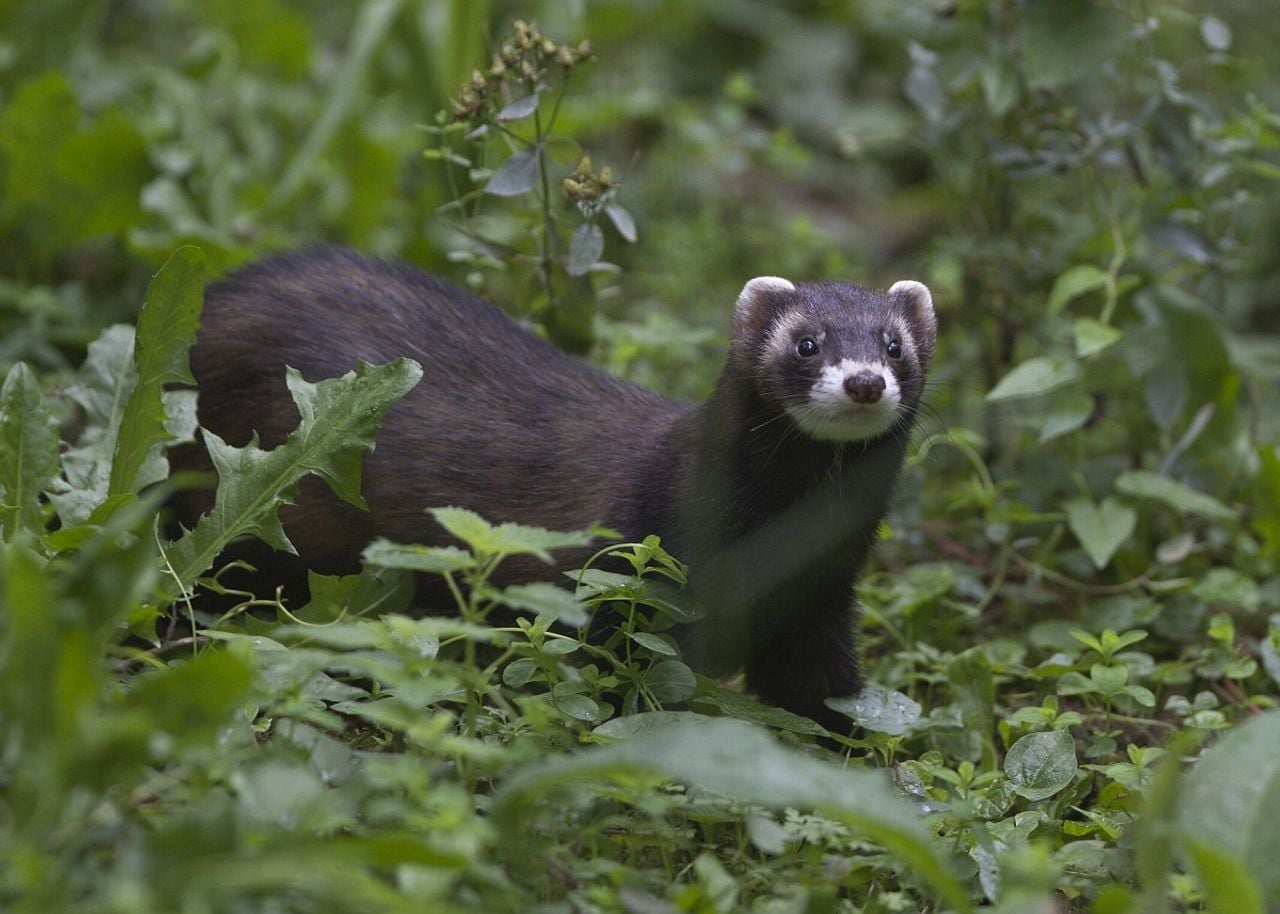 Een bunzing (foto: Saxifraga/Mark Zekhuis).