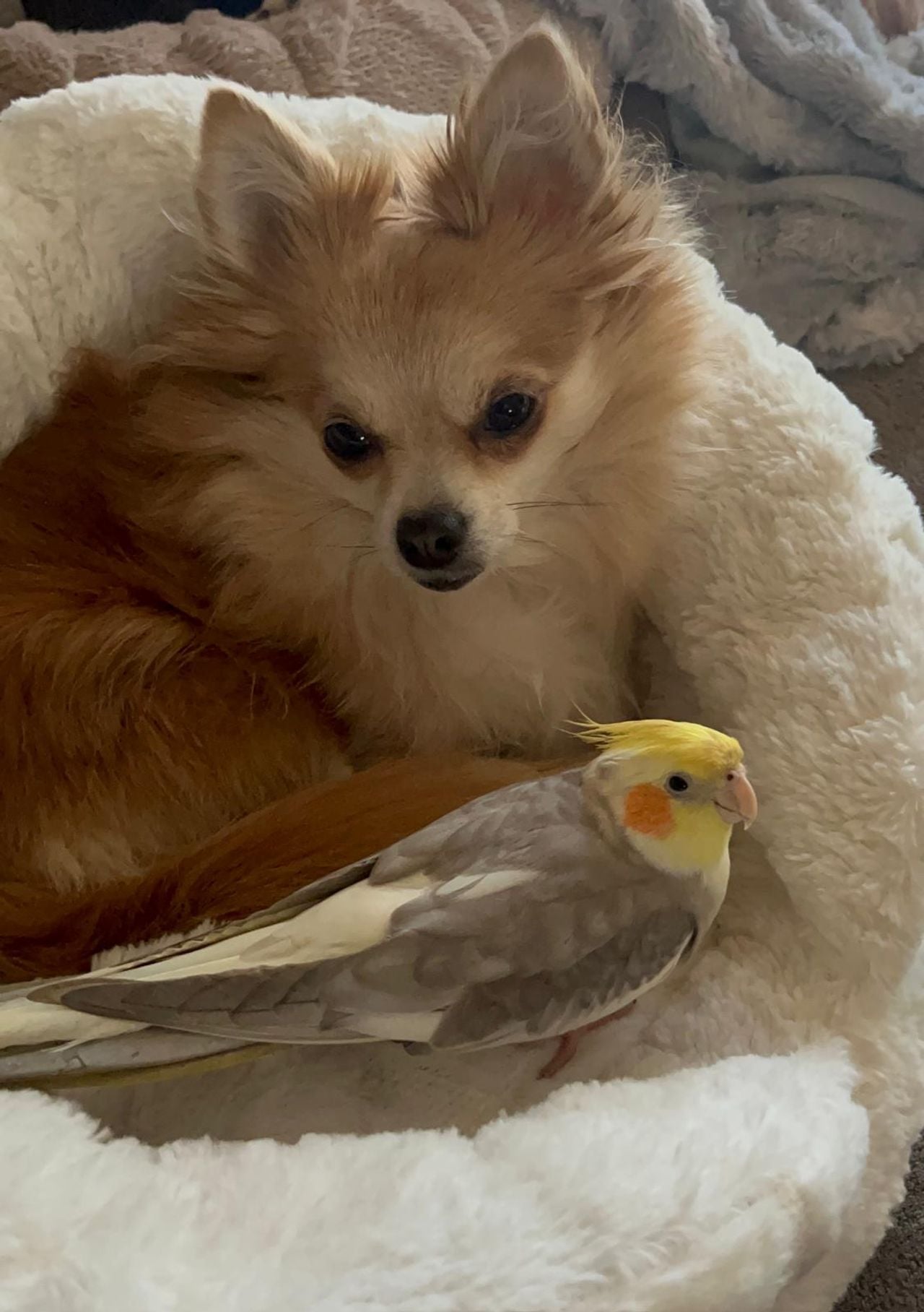 Adje in de mand bij Bowie (foto: Davine van Rooij).