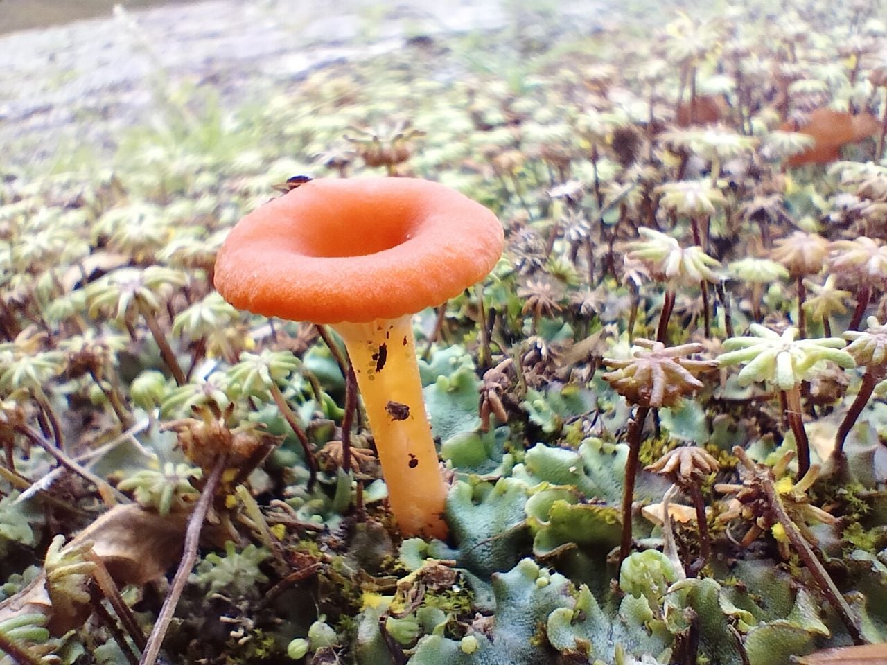 Een levermostrechtertje (foto:Jose van Poppel)