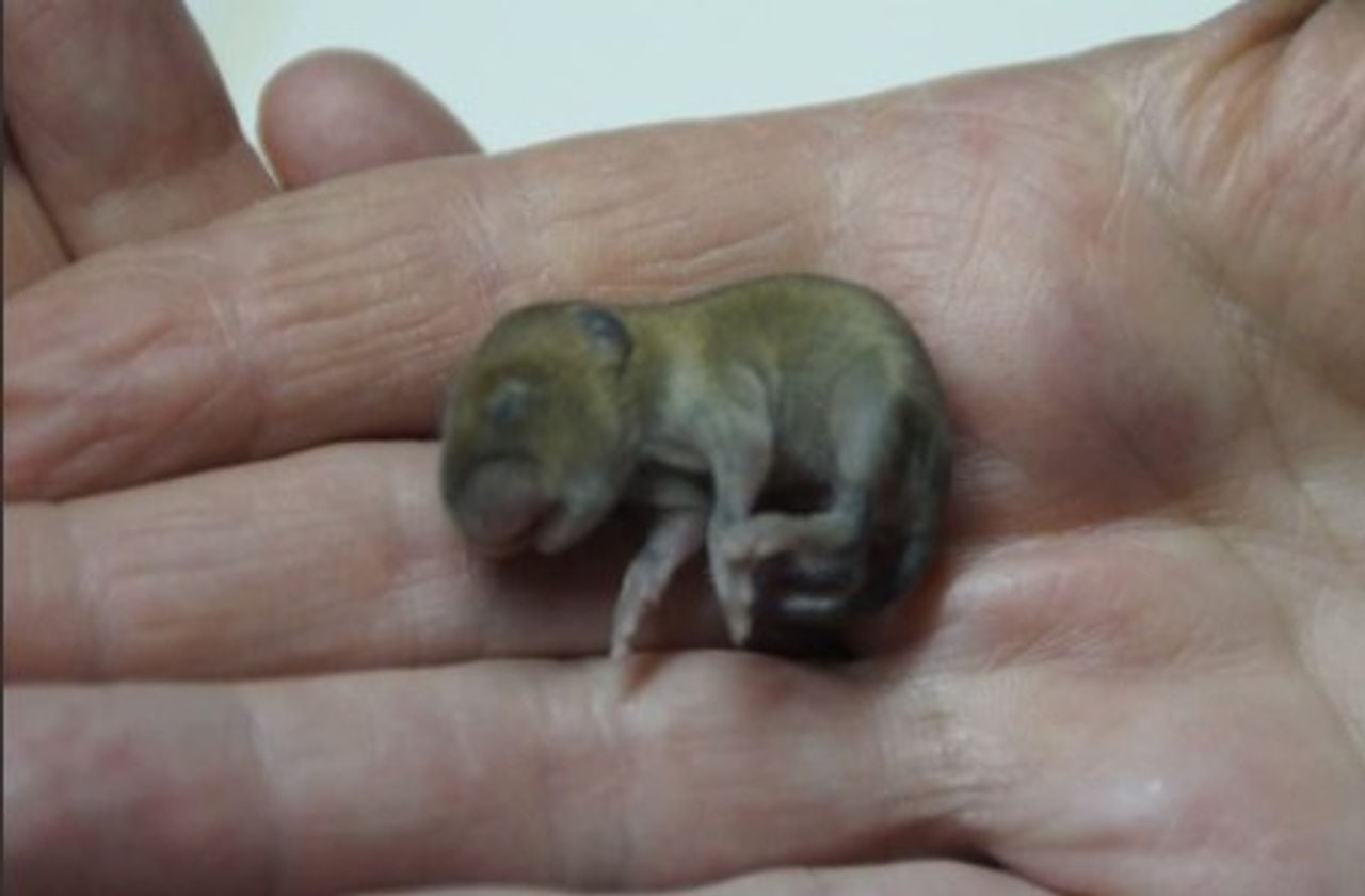 Een jonge eekhoorn (foto: Ricky Baarendse) - Ricky Baarendse