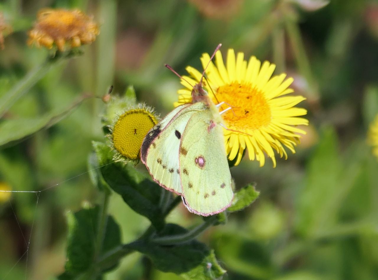 De gele luzernevlinder (foto: Marianne Wijten).