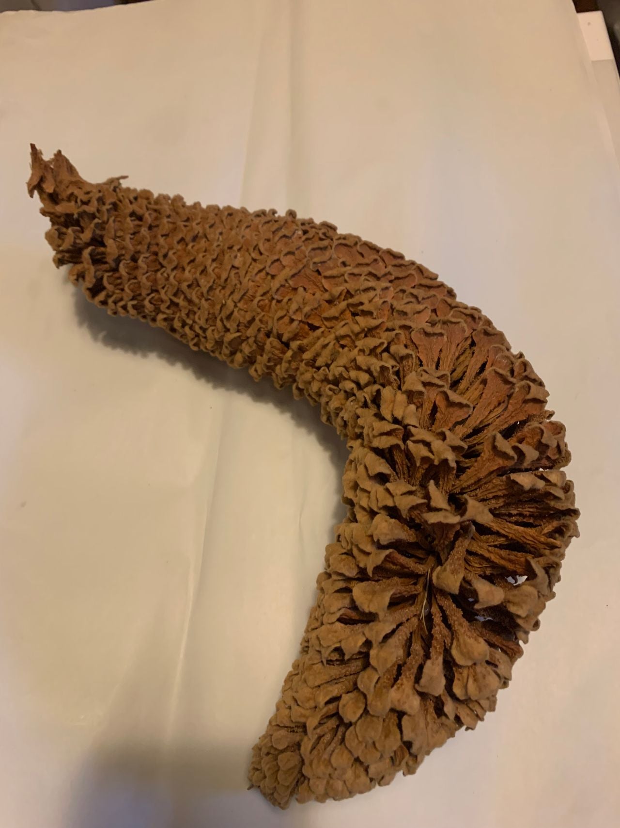 Een vruchtkegel van een sagopalm (foto: Sjors van der Lans)