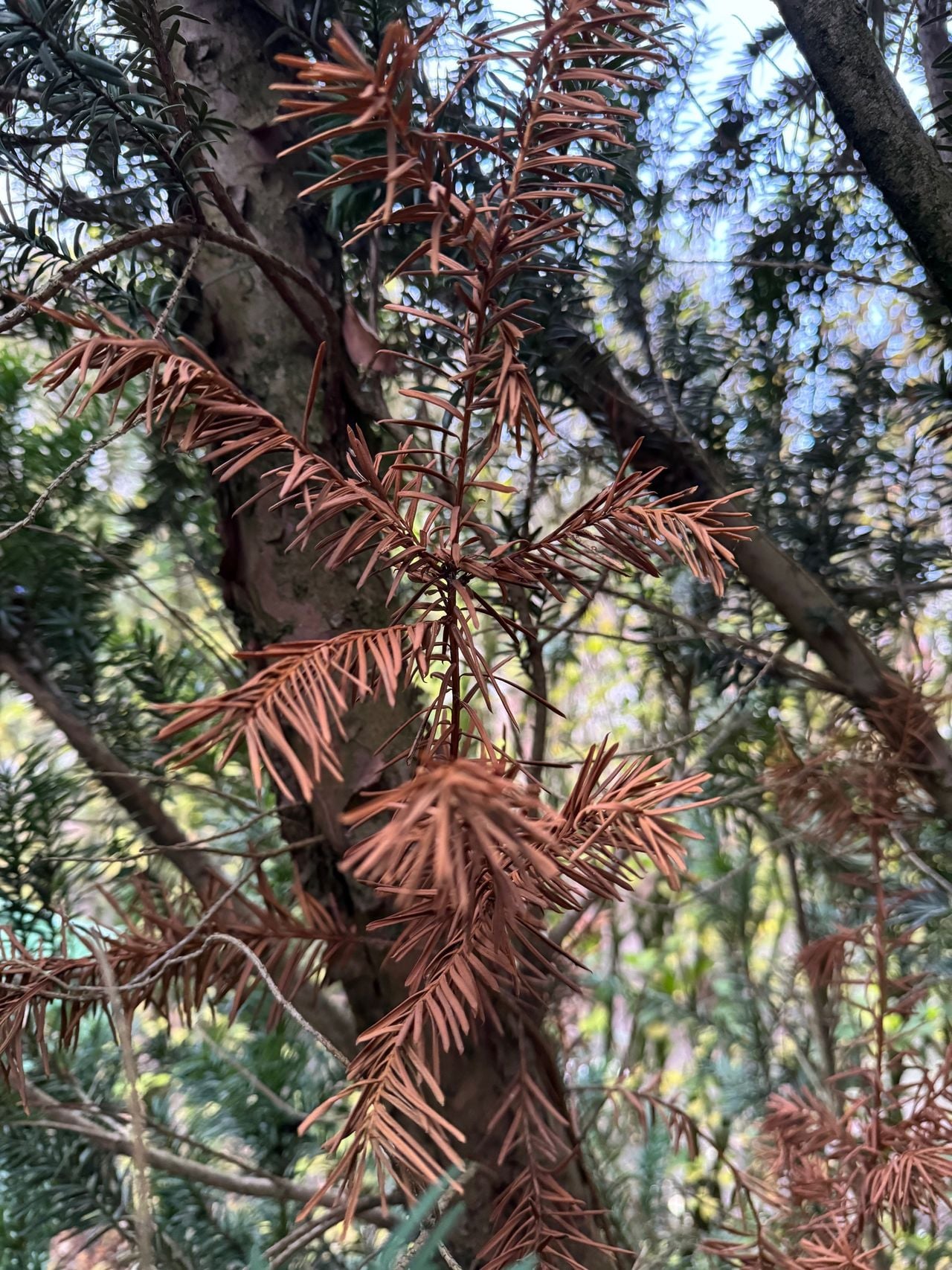 Taxus met bruine naalden (foto: Frans Kapteijns)