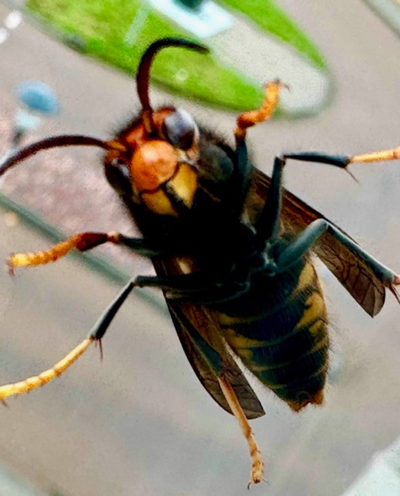 Een Aziatische hoornaar (foto: Thea Martens)