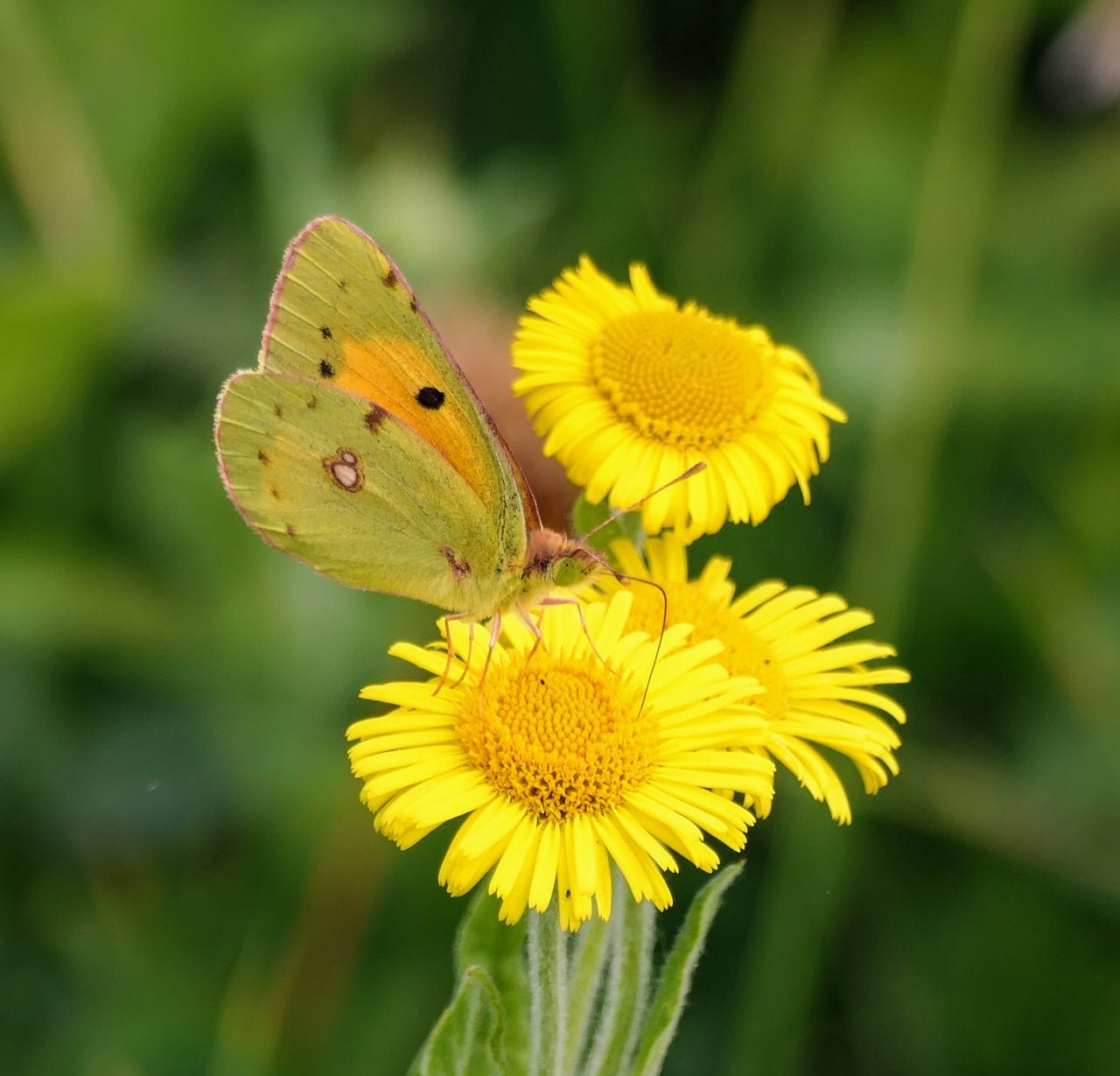 Een gele luzernevlinder (foto: Marianne Wijten)