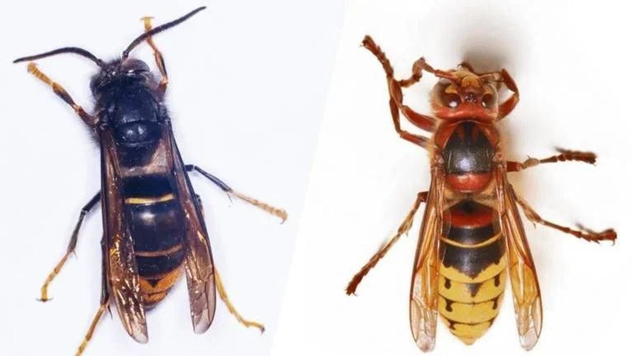 Een Aziatische hoornaar (links) en een Europese hoornaar (rechts)