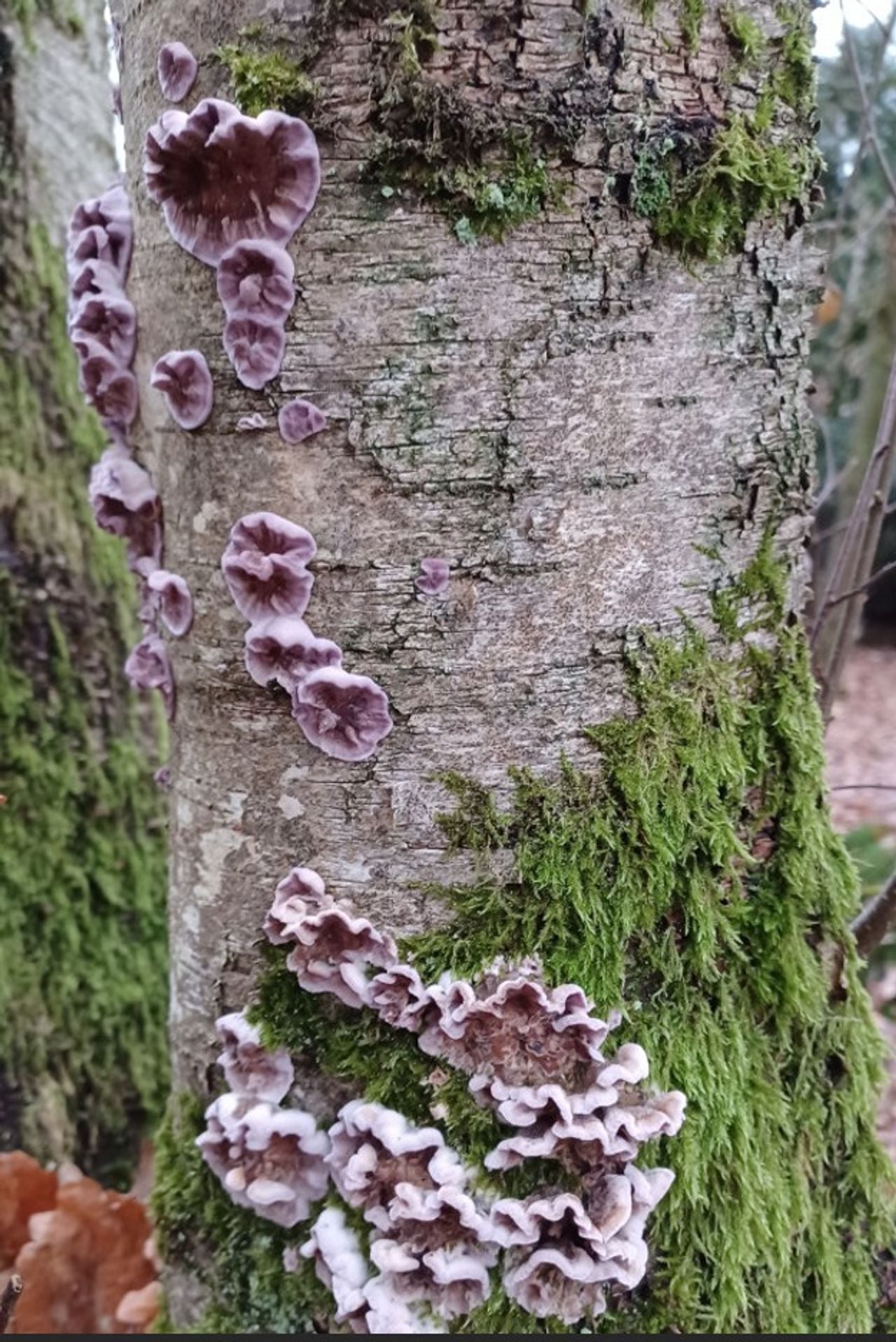 Paarse korstzwam (foto: Sander van de Ven)