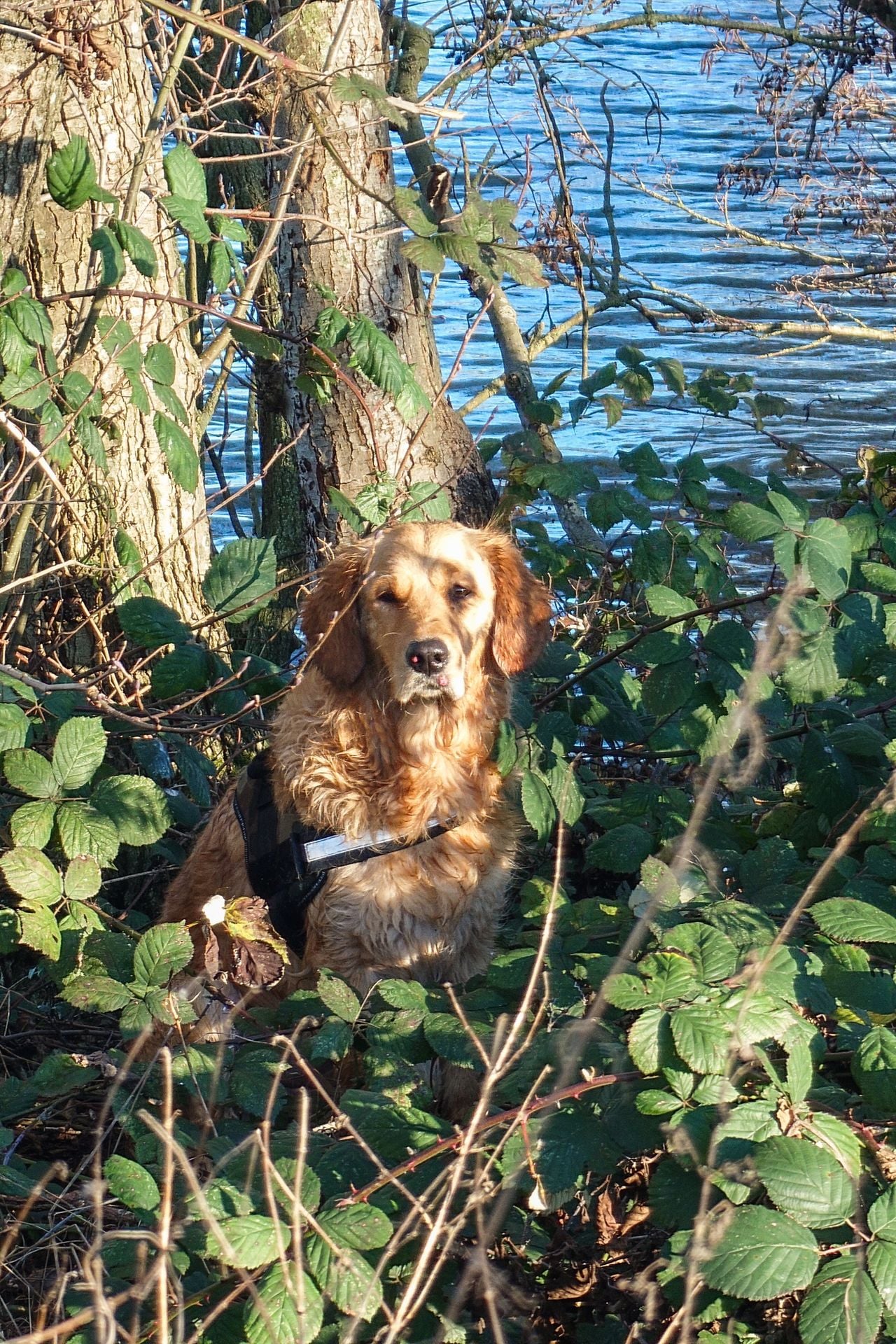 Puck werd uiteindelijk na een lange zoektocht gevonden (foto: Justin Egberts/Egberts Media).