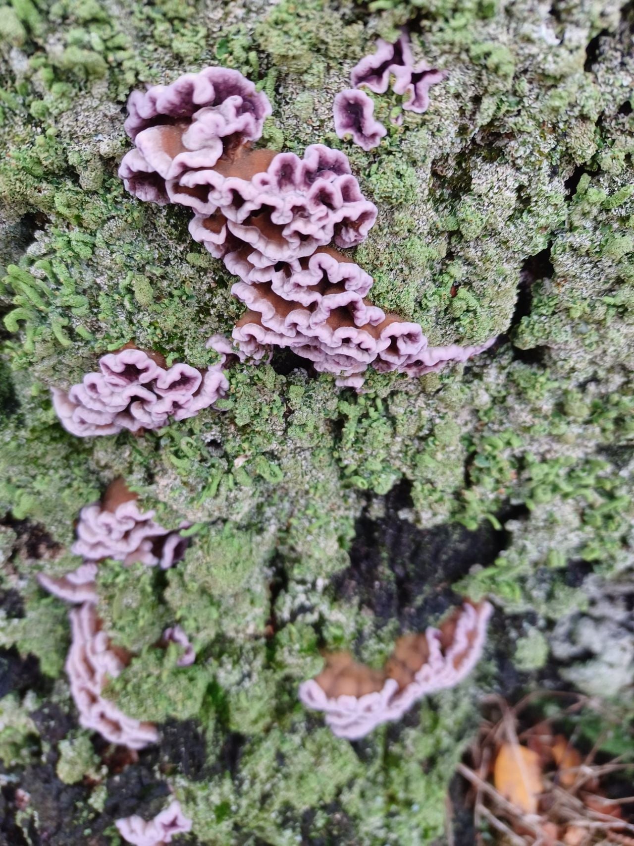 Paarse korstzwam (foto: Ida van der Reijt).