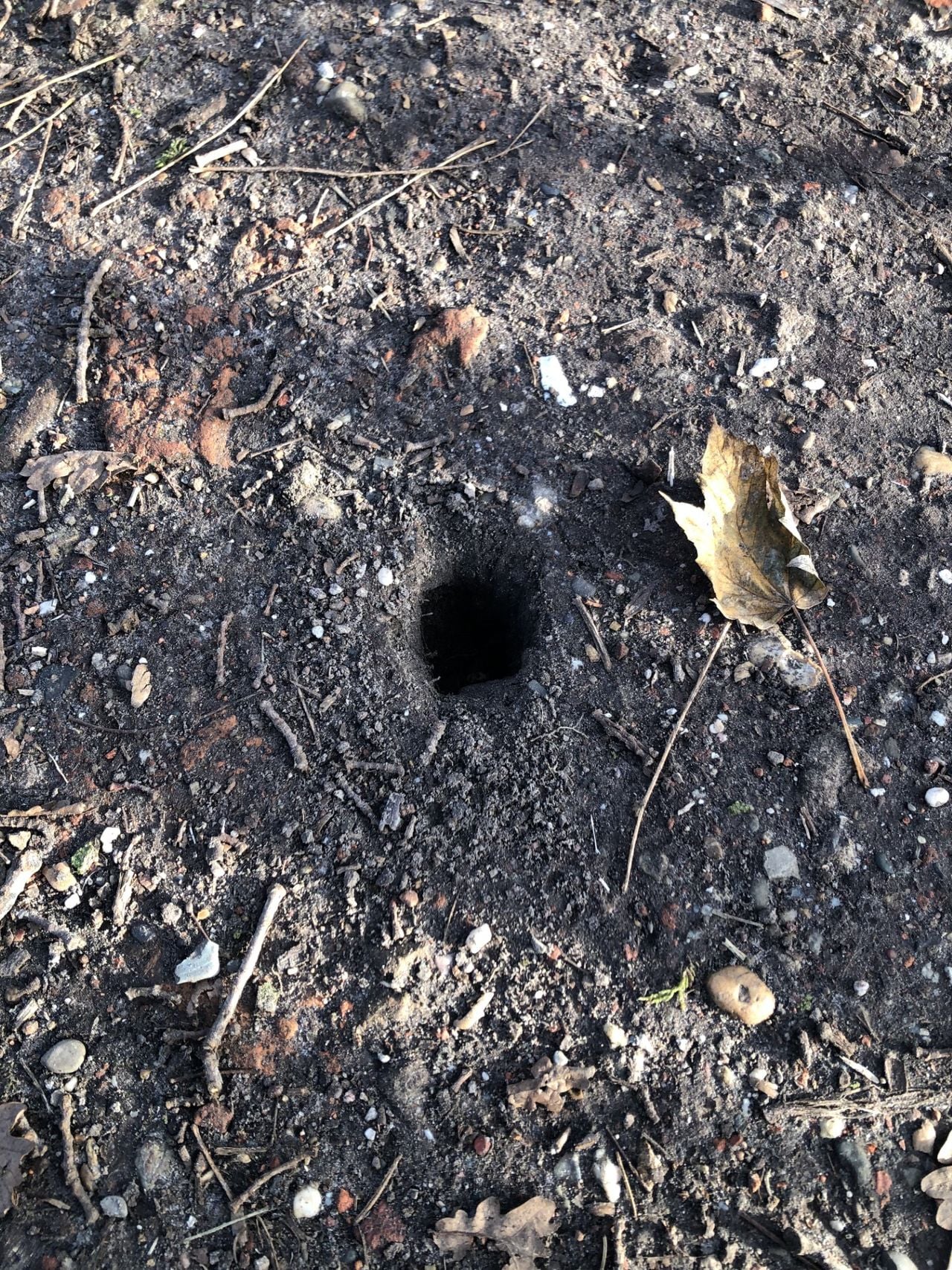 Gaatje van mol (foto: Sjaak van den Berg).