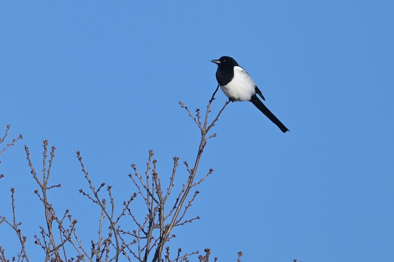 Een ekster (foto: Tom Heijnen/Saxifraga).