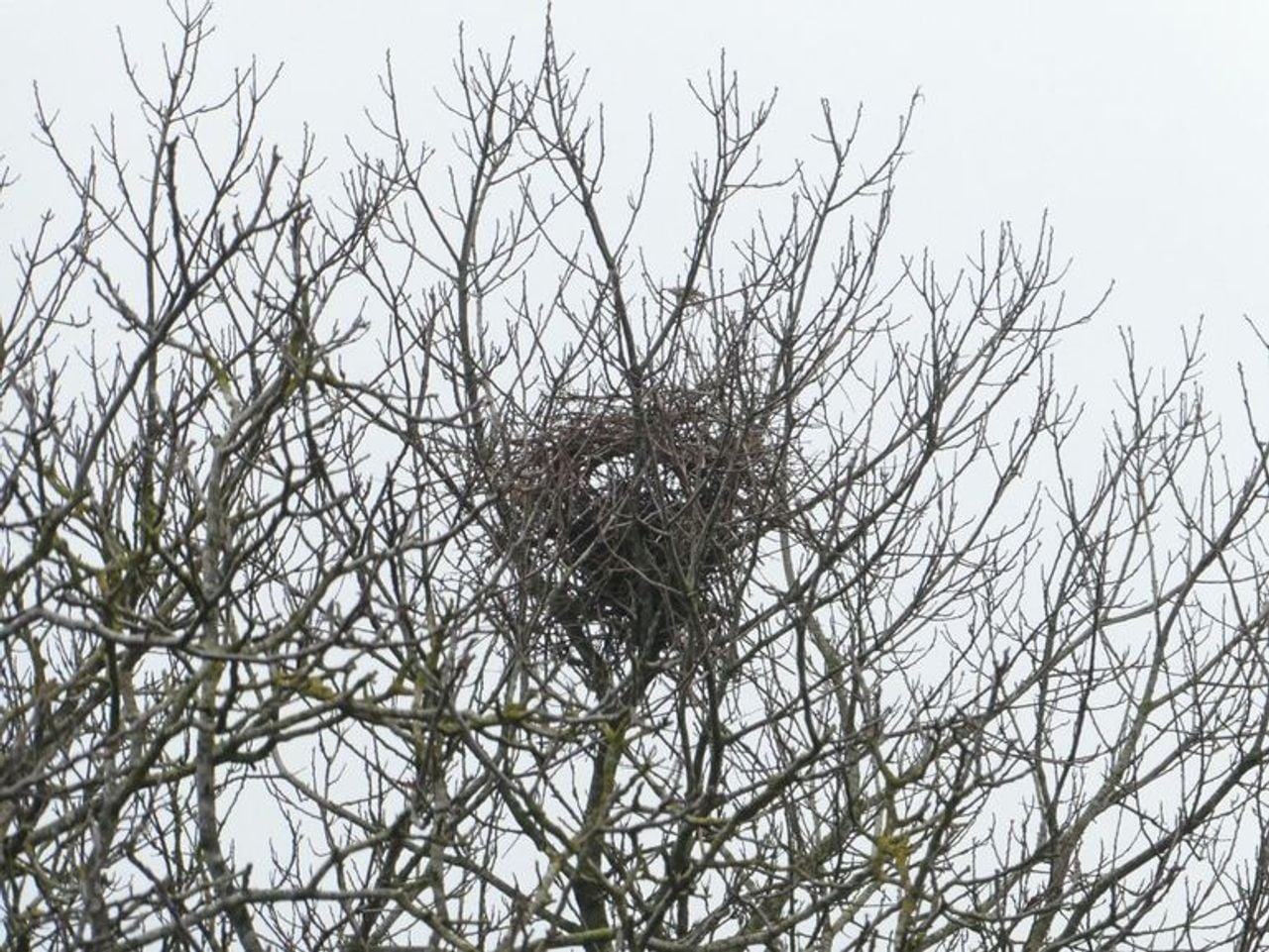 Een eksternest met overkapping (foto: Mike Hirschler).