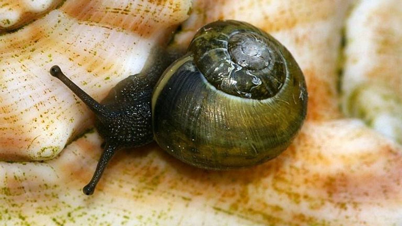 Segrijnslak (foto: Sytske Dijksen).