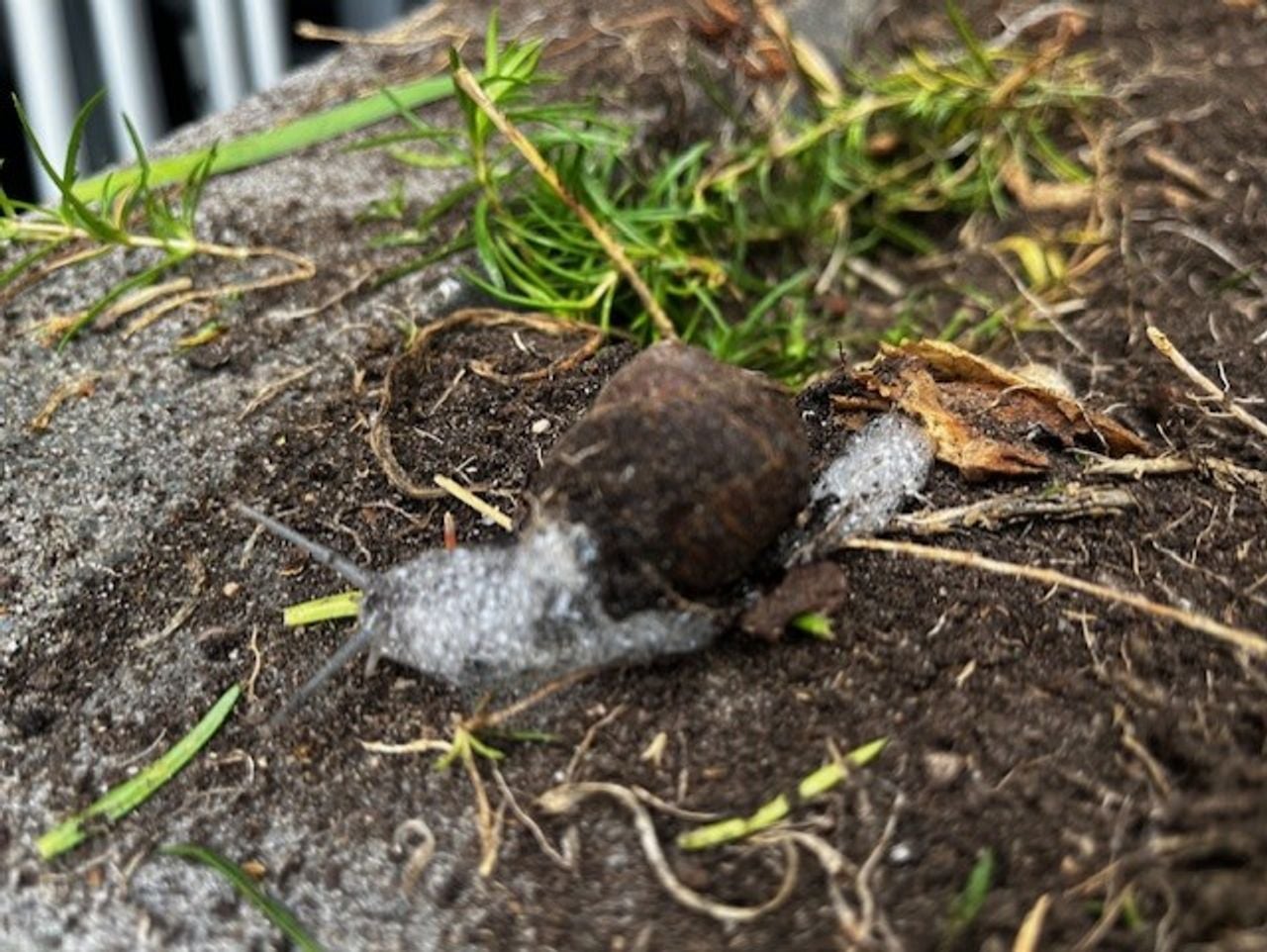 Segrijnslak in schuim (foto: Marion Dirx).