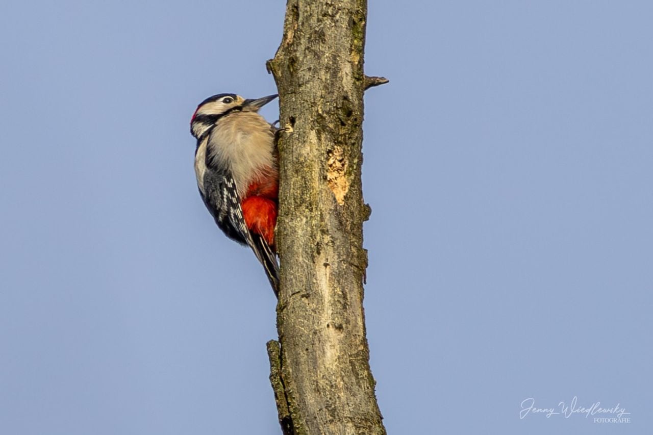 Een grote bonte specht (foto: Jenny Wiedlewsky).