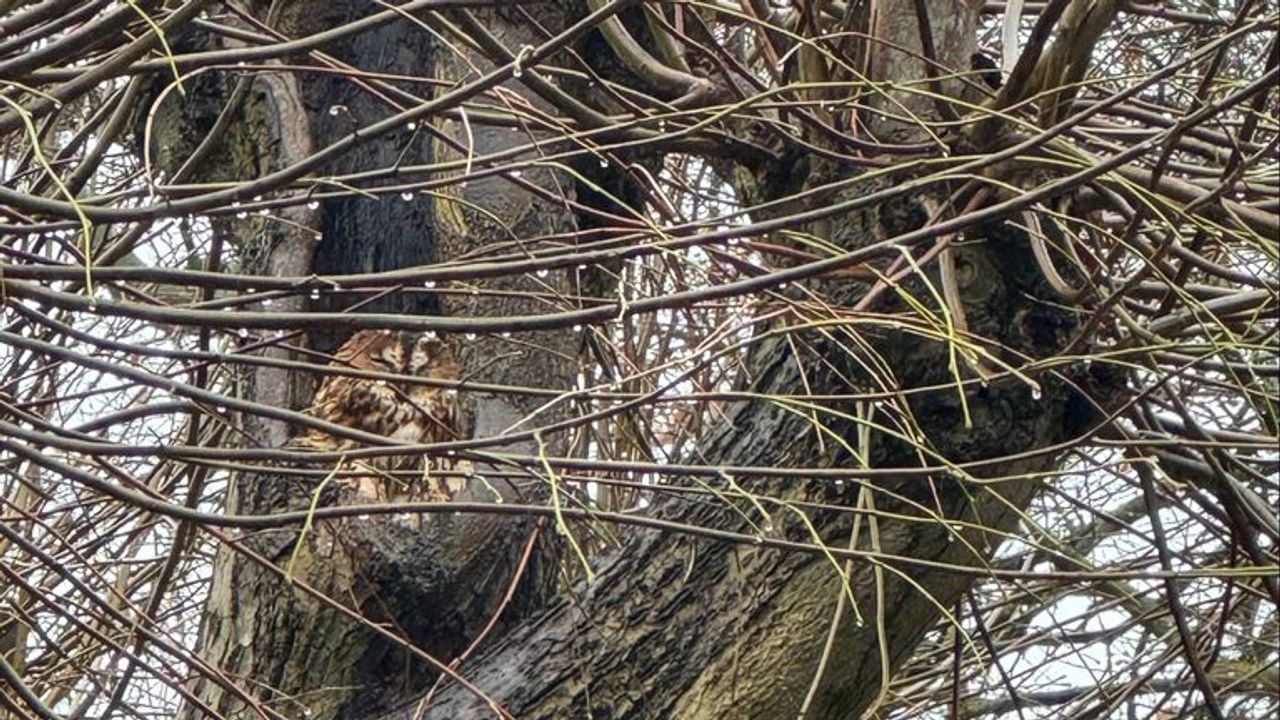Een bosuil (foto: Frans Kapteijns).