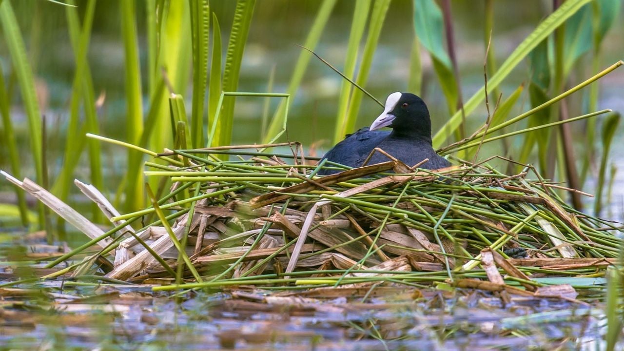 Een meerkoet (foto: Rudmer Zwerver/Saxifraga).
