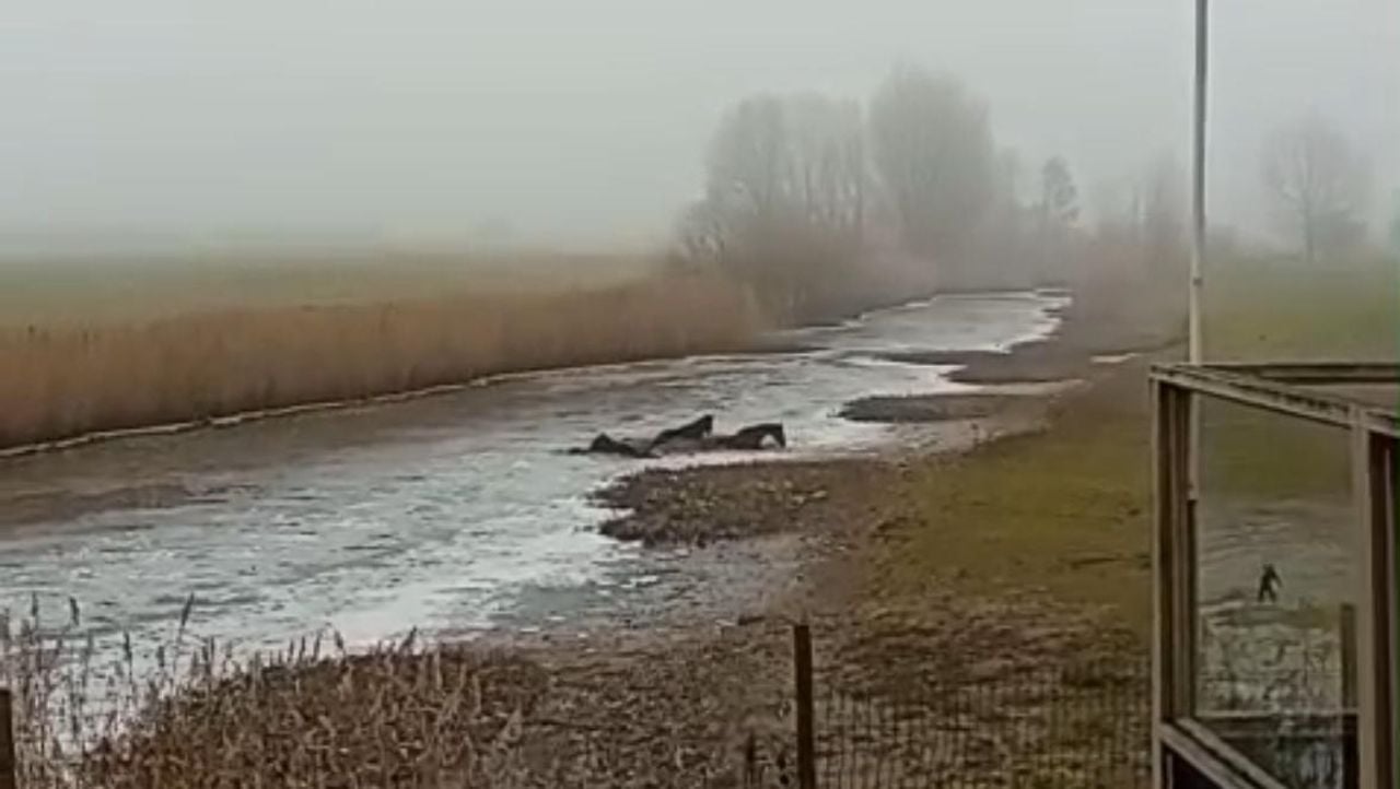De drie paarden zaten vast in de blubber, maar konden gered worden.