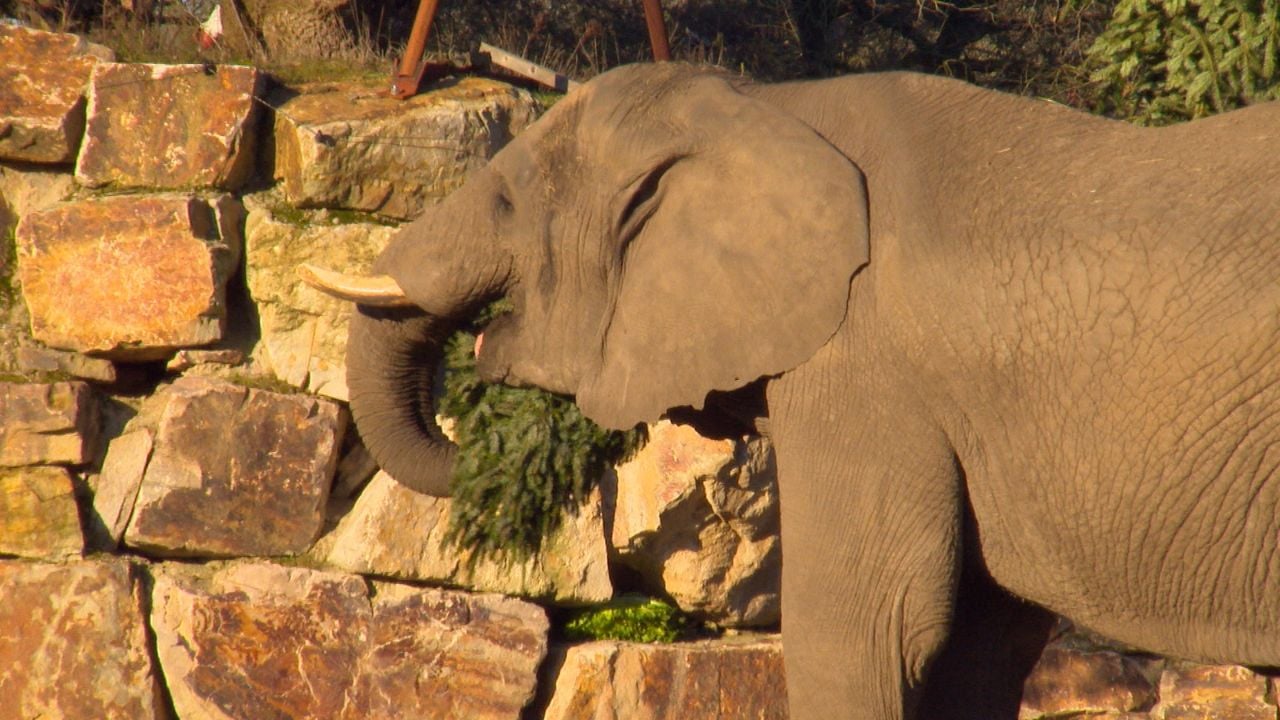 De olifanten eten ook de kerstbomen op 