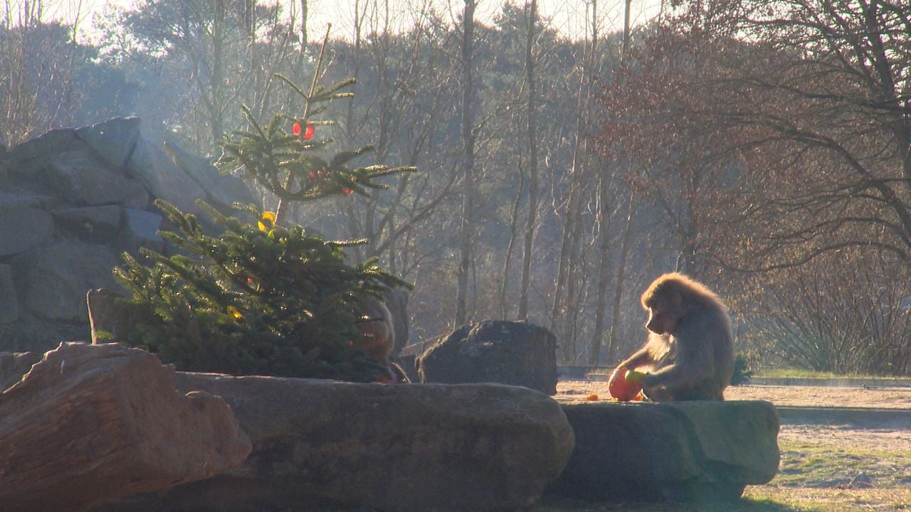 De bavianen eten stiekem mee van de kerstlunch 