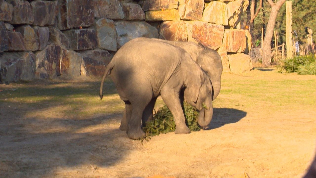 Ook de kleine olifantjes lunchen gezellig mee