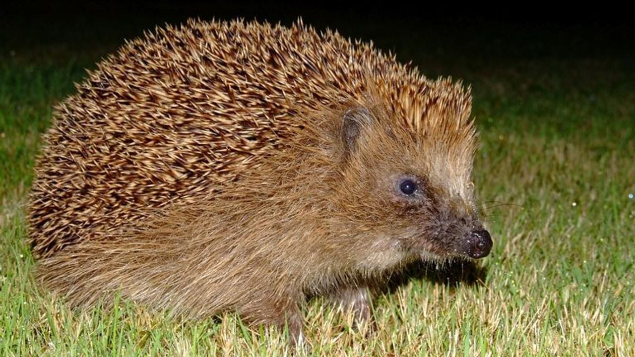 Een egel. Foto Rudmer Zwerver