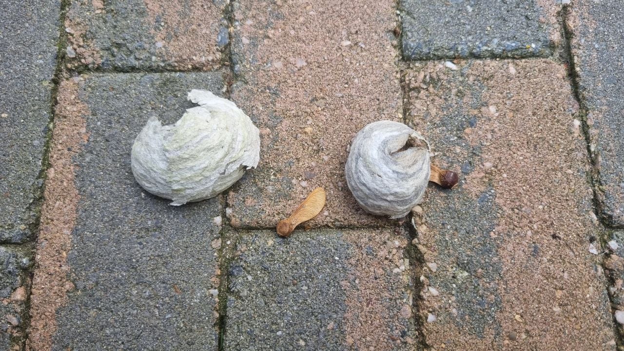 Vermoedelijk beginnende nestjes van een wesp. Foto Vic Huijgens