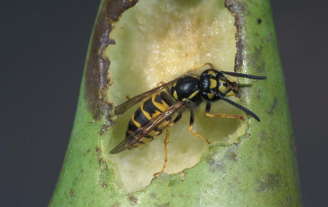 Een gewone wesp.