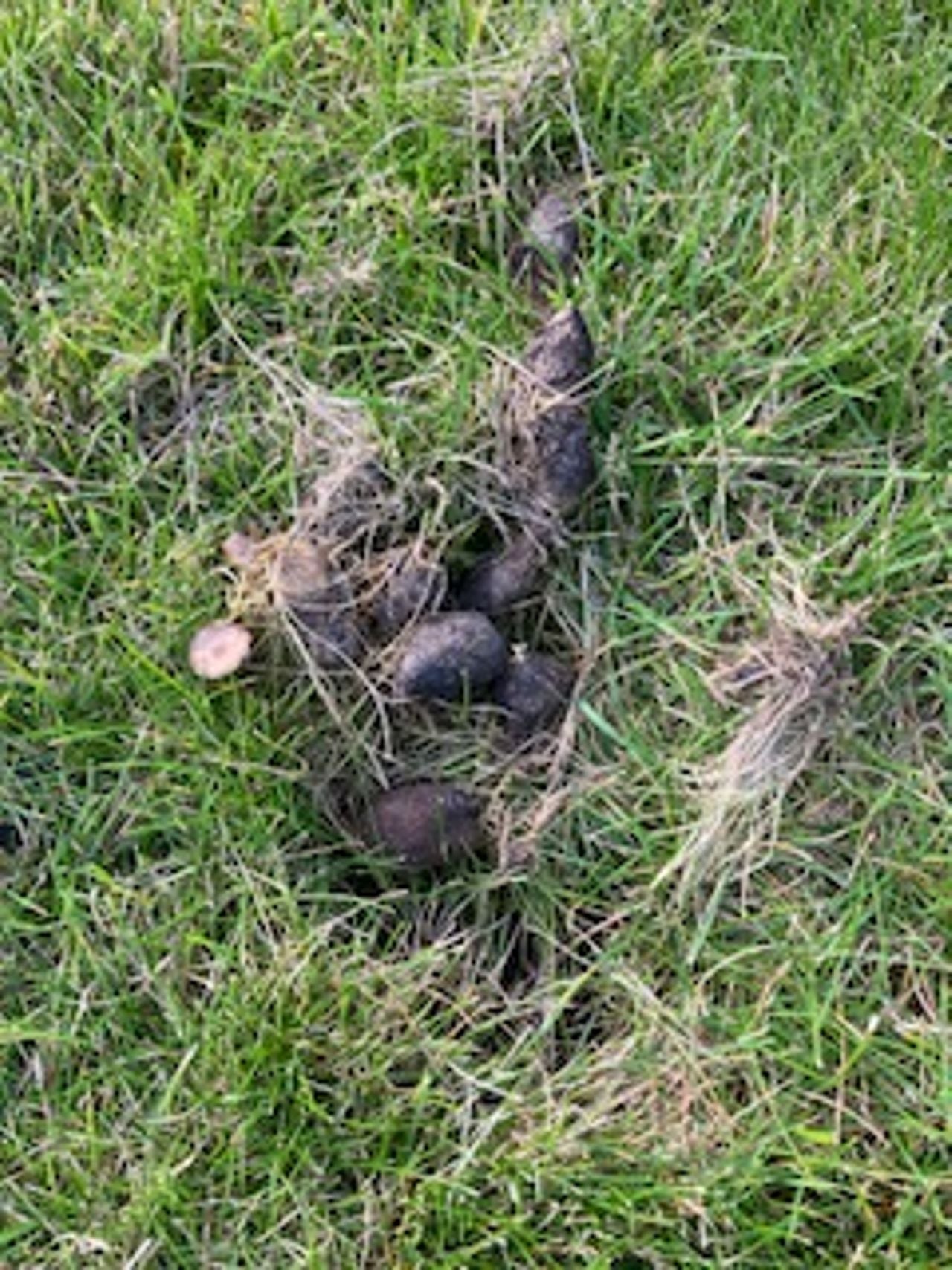 Keutels op het gazon. Foto Kees en Carla van Steen
