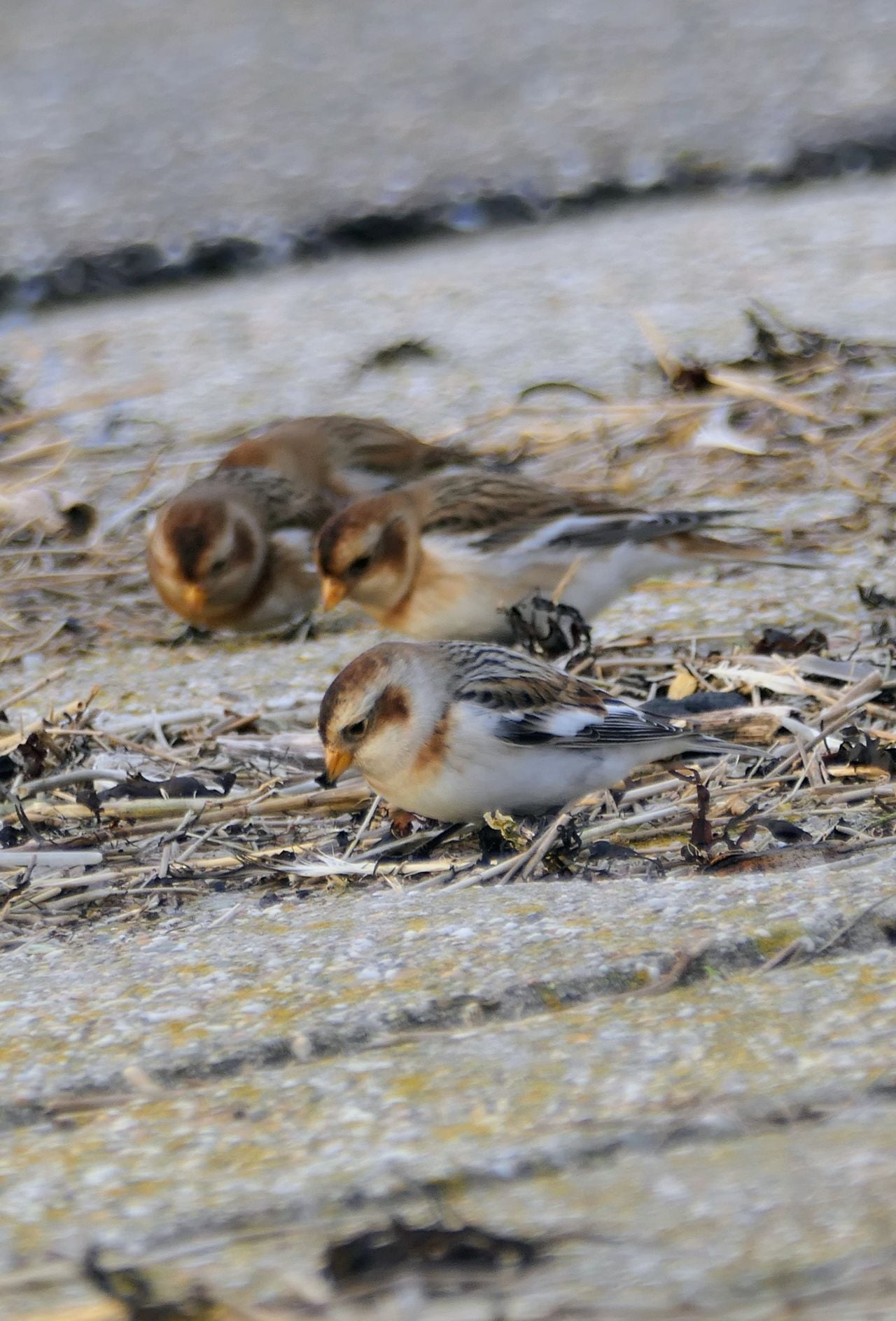 Sneeuwgorzen. Foto Marianne Wijten