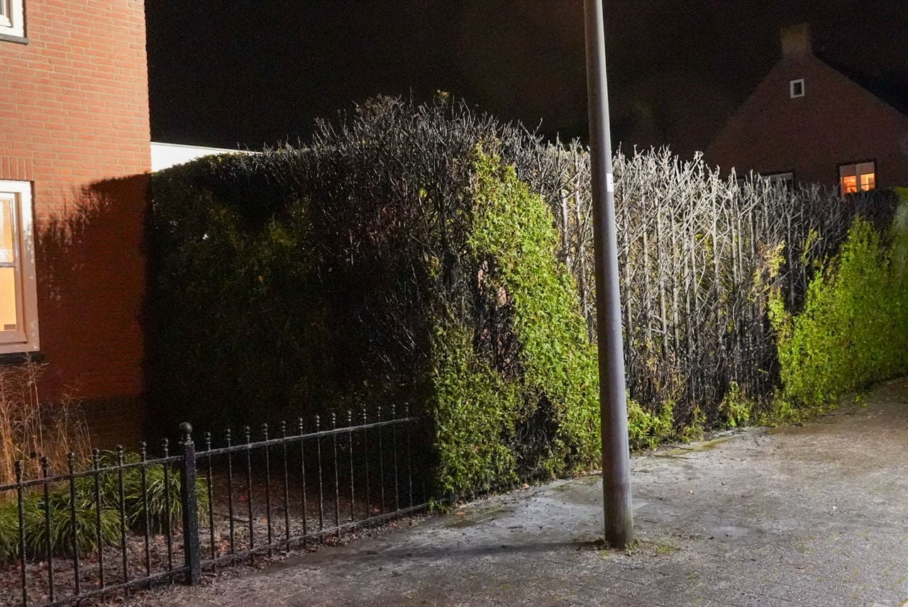 Coniferen in brand (Harrie Grijseels / Persbureau Heitink).