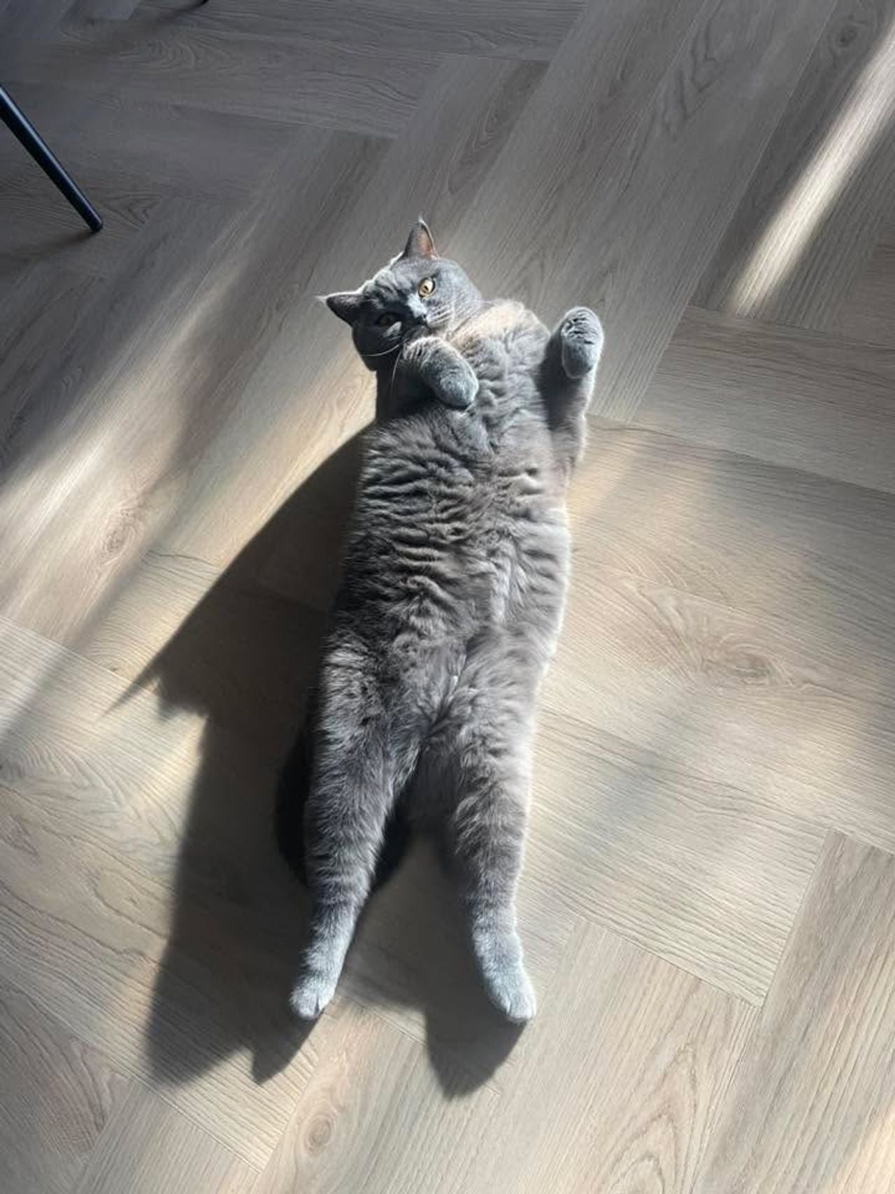 Poes Luna (foto Ayse Ayse).