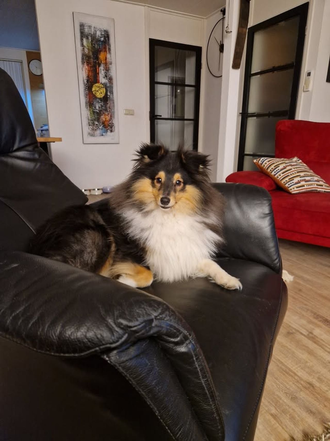 Hondje Dooley (Foto: Marja Krol).