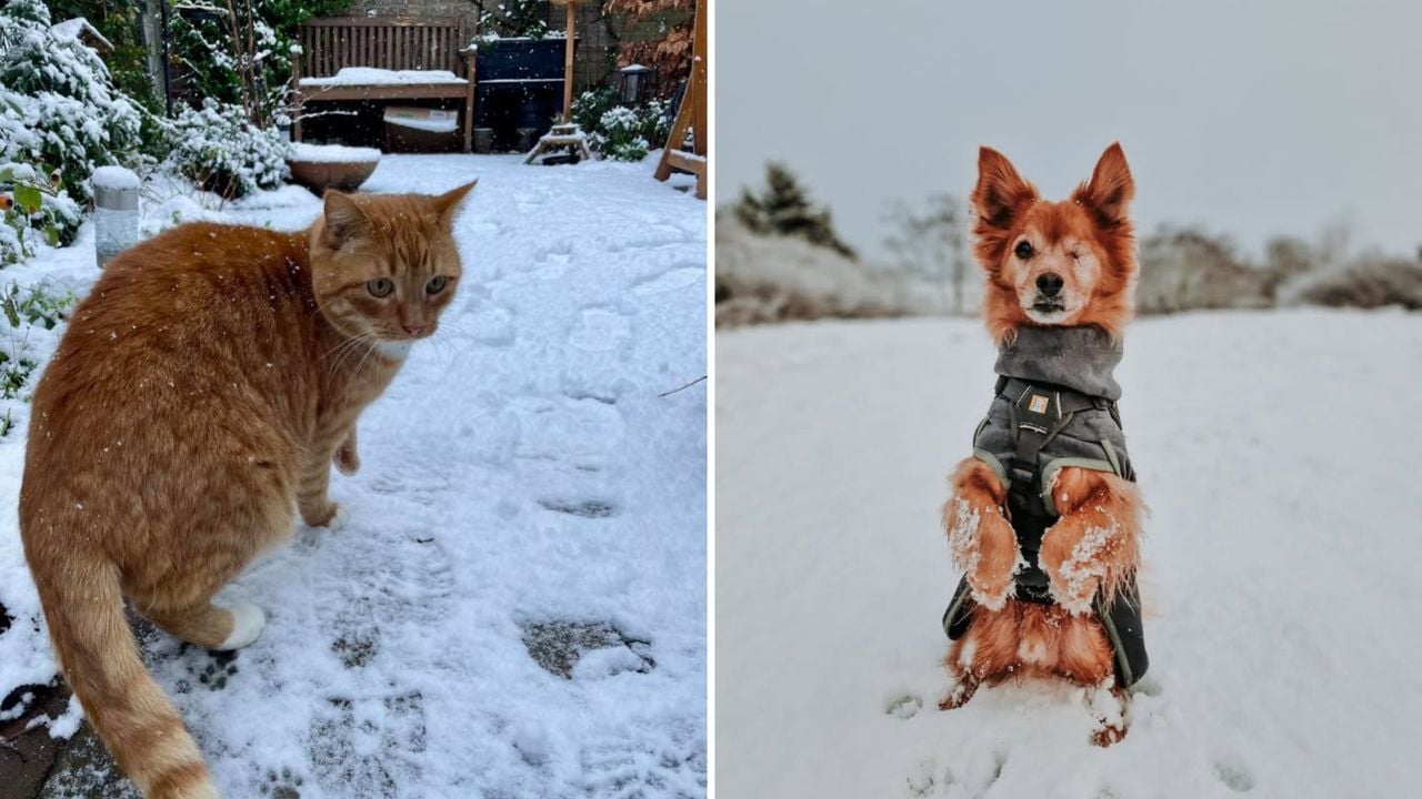Hier zien we de poes Minoes (5) uit Tilburg, of ze het naar haar zin heeft weet ze nog niet zeker. Hondje Stitch maakt er met zijn ene oog maar het beste van. Leuk pakje trouwens.