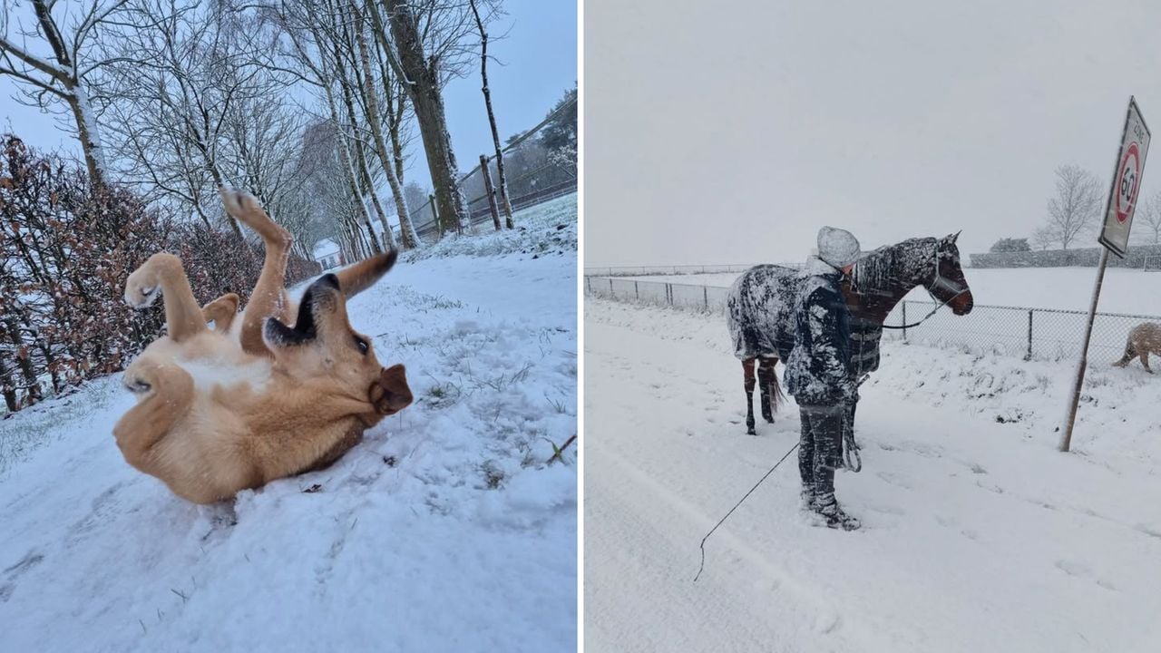 Als Ruby (5) een vis was, zou je hem hier een vis in het water kunnen noemen. Brrr! Paard Lumia (4) is nog nooit buiten geweest met zoveel sneeuw.